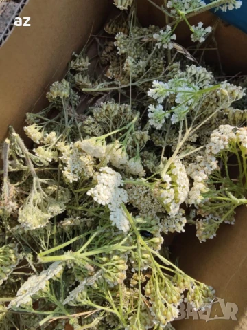 Бял равнец изсушен, снимка 2 - Други - 50944511