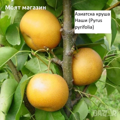 Круши специална селекция, снимка 4 - Градински цветя и растения - 53618931