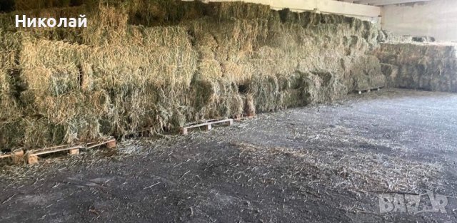 Бали от люцерна слама сено реколта 2025, снимка 2 - Други стоки за животни - 42741118