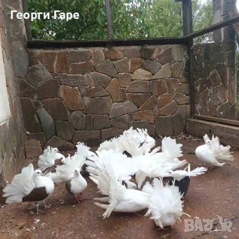 Продавам фенерлии, снимка 2 - Гълъби - 52187577