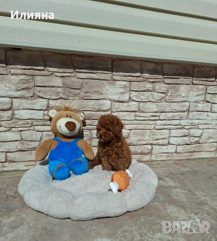 Пудел той момче, снимка 2 - Пудели - 53747944