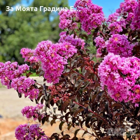 Лагерстремия - Индиански Люлак , снимка 2 - Градински цветя и растения - 53635871