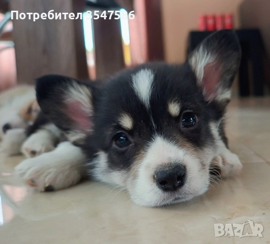 Трицветни кученца Уелско корги пембрук - мъжки, снимка 11 - Други - 53220591