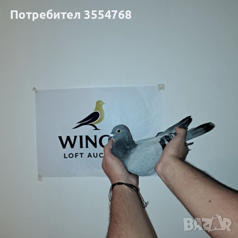 Продавам спортни гълъби , снимка 8 - Гълъби - 52929342