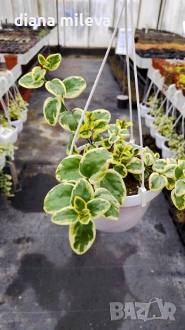 Кошница с вариегатна Винка, Vinca major Variegata, снимка 5 - Градински цветя и растения - 53249593