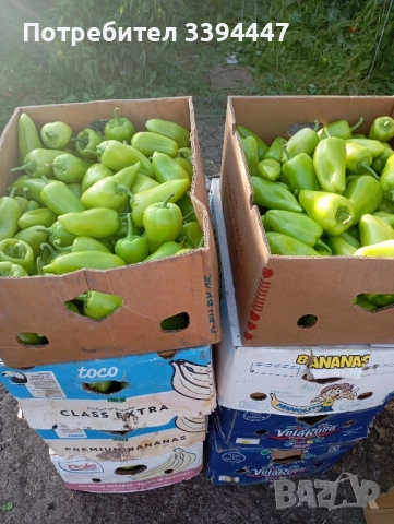 всеки ден прясно откъснати чушки черна капия и зелени , снимка 2 - Разсади - 52229258