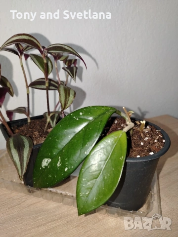 Хоя (Восъчниче), Хлорофитум, Алое (Aloe x delaetii), Традесканция Зебрина в комплект , снимка 4 - Стайни растения - 53314358