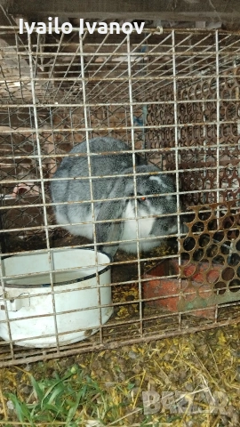 продавам домашни зайци ....., снимка 3 - Други стоки за животни - 52538744