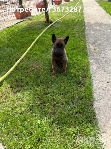 Белгийска овчарка милиноа, снимка 12 - Белгийска овчарка - 51667075