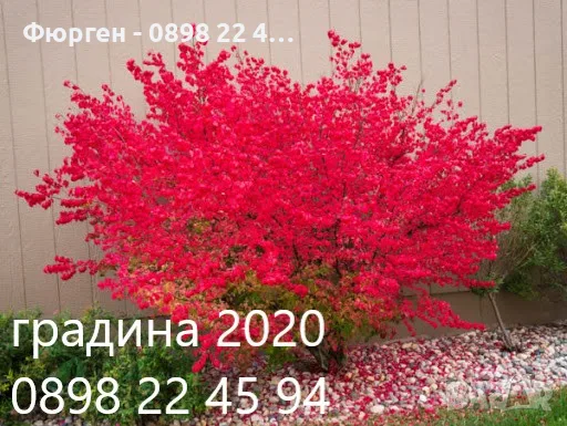 Oгнен храст - Euonymus alatus