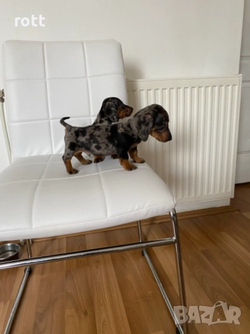 Дакел, снимка 4 - Дакели - 53253797