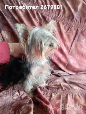 Йоркширски териер , снимка 7 - Йоркширски териер - 53785393