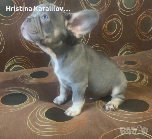 Френски булдочета