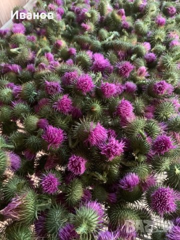 Магарешки бодил -бял трън - билки невен