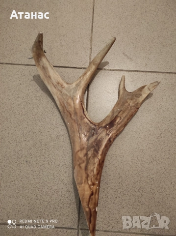 Продавам еленов рог, снимка 2 - Ножове - 52529102
