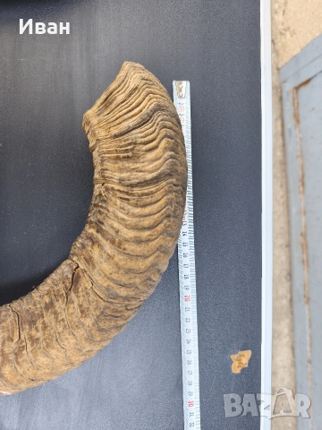 рога от овен, снимка 9 - Антикварни и старинни предмети - 53619727