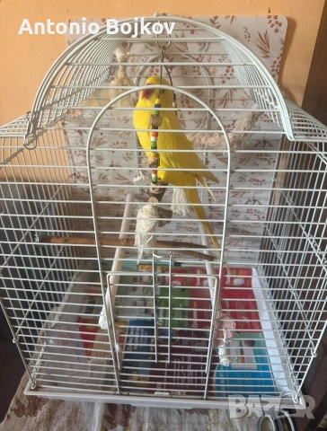 Женски папагал Александър, снимка 6 - Папагали - 53851426