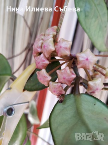 Хоя восъчно цвете Red flowers , снимка 2 - Градински цветя и растения - 42241162