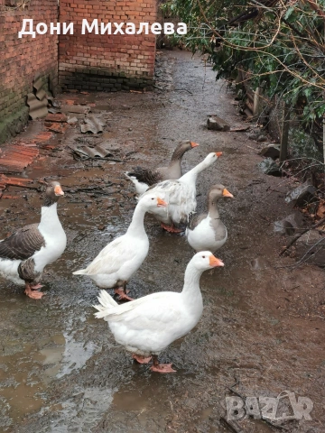 Продавам домашни патки стават и за клане и за гледане 