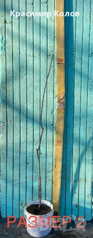 Нарове – селекция от много сортове с различни характеристики ,растения, дръвчета, снимка 14 - Градински цветя и растения - 52516852