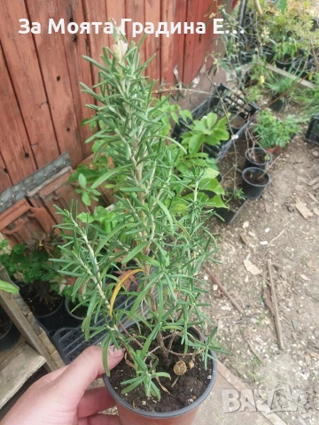Розмарин , снимка 5 - Градински цветя и растения - 53635525