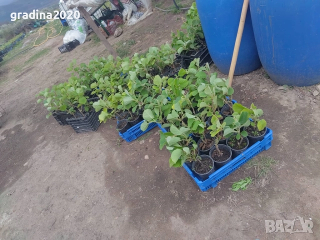 Киви Голд-Златно киви, снимка 7 - Градински цветя и растения - 28817698