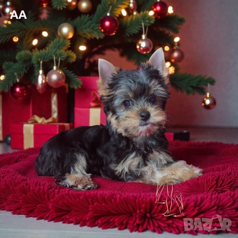 Йоркширски териер момиче, снимка 2 - Йоркширски териер - 52644932