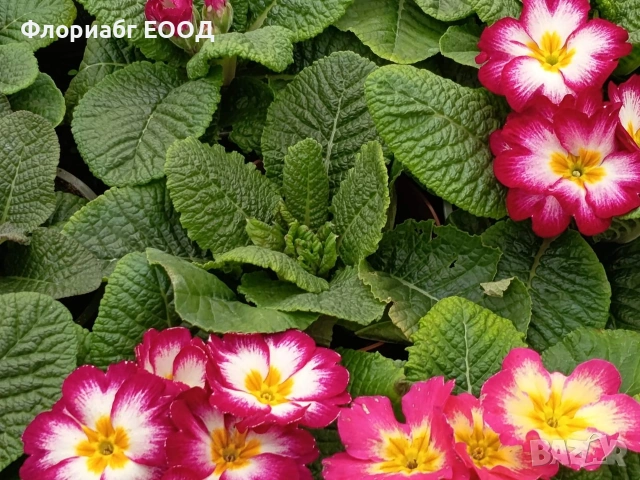 Цветя за 8-ми март, снимка 2 - Стайни растения - 53523171