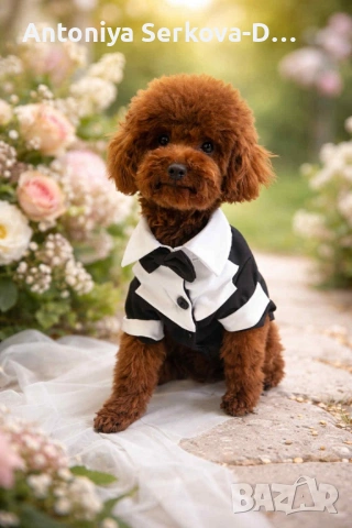 Pudel toy/Пудел той /заплод, снимка 2 - Пудели - 49970257