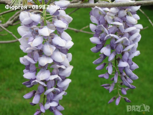 Вистерия -Глициния, снимка 12 - Градински цветя и растения - 38067320