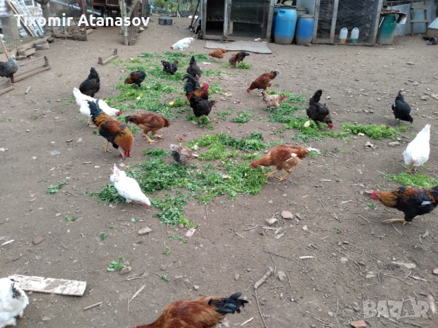 Селски кокошки, снимка 4 - Кокошки и пуйки - 53467510