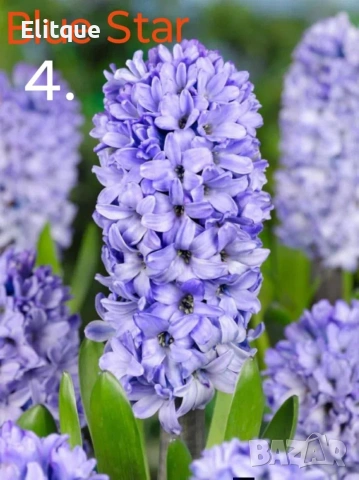 зюмбюл , снимка 4 - Градински цветя и растения - 53265198