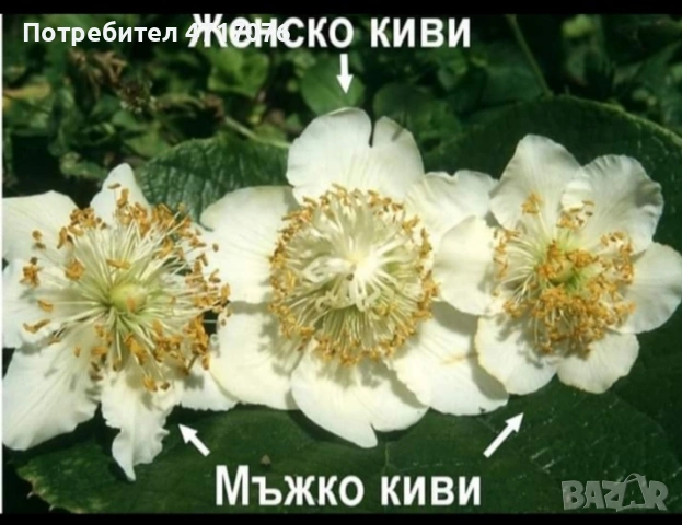 киви в контейнер , снимка 4 - Разсади - 53201281