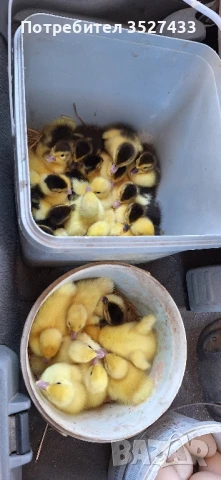 Мускусни (неми) патета, снимка 1