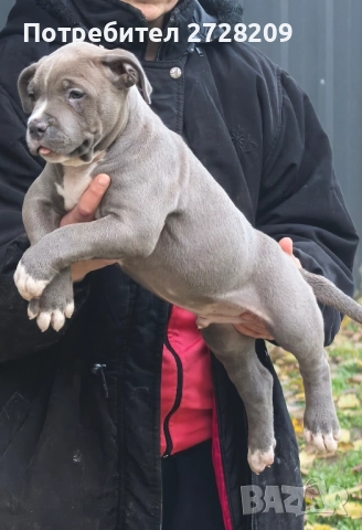 Американско Були Хл/American Bully XL , снимка 9 - Питбул - 52325603