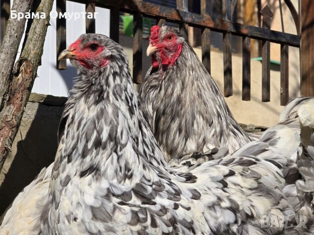 Продавам разплодни яйца от Сплаш Брама [Splash Brahma]