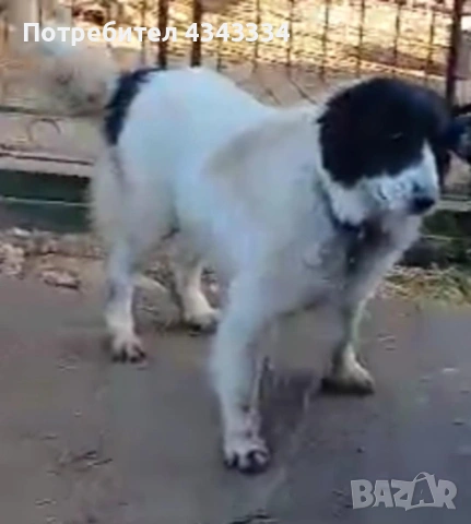 Българско овчарско куче, снимка 4 - Каракачанска овчарка - 53669702