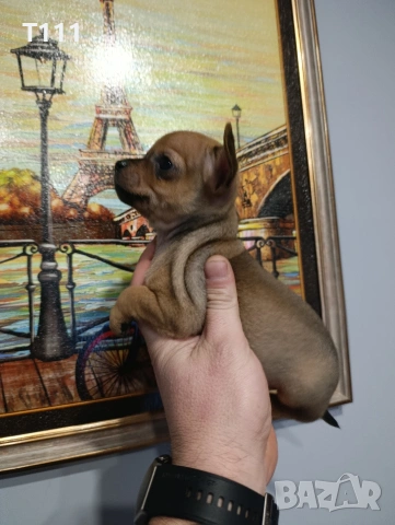 продавам малки пинчери, снимка 4 - Пинчер - 53649844