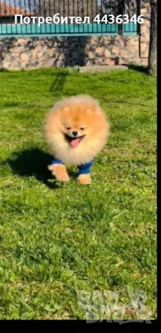 Чистокръвен Померан, снимка 2 - Померан - 50417593