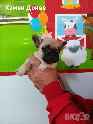 Френски булдог french bulldog , снимка 13 - Френски булдог - 56271586