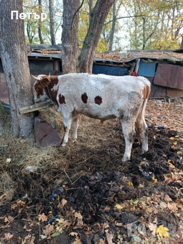 Продавам крави и телета, снимка 6 - Други животни - 51890171