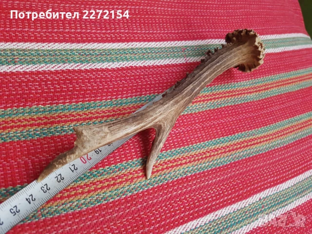 Рог от сръндак , снимка 3 - Антикварни и старинни предмети - 51358434