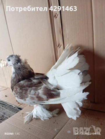 Продавам Гълъби, снимка 2 - Гълъби - 53205834