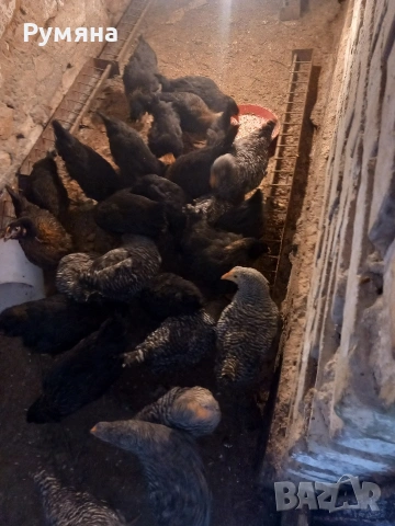 Продавам кокошки,  ярки, пилета, снимка 12 - Кокошки и пуйки - 53643589