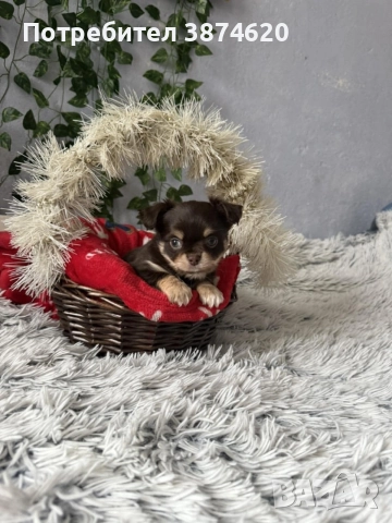 чихуахуа момченца, снимка 8 - Чихуахуа - 52675936