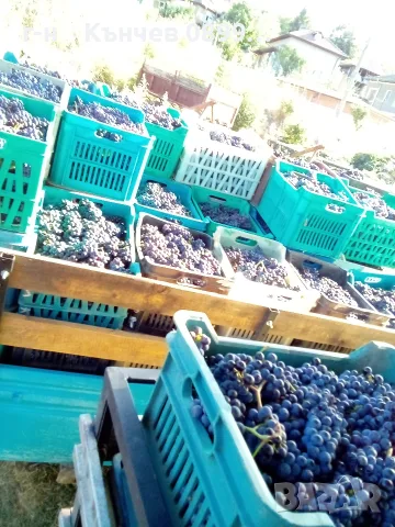 продавам грозде мерло и Каберне , снимка 6 - Домашни продукти - 56088041