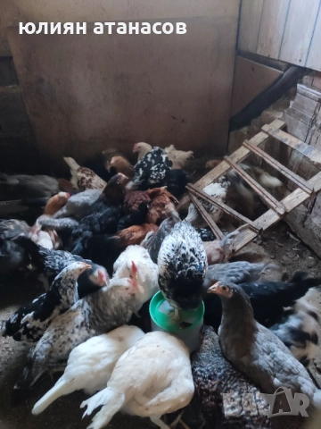 Продавам пилета, снимка 3 - Кокошки и пуйки - 51596810