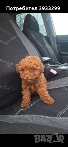 той пудел мини пуделче момче, снимка 6 - Пудели - 53531999