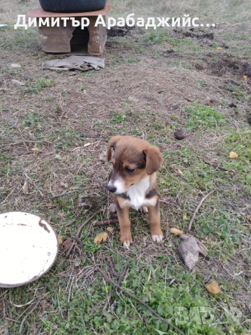 Подарявам малки кученца!