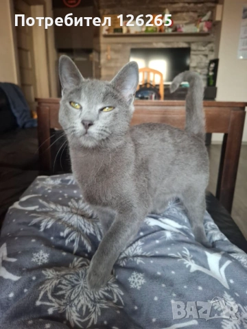 Подарявам малка сива котка, снимка 2 - Руска синя котка - 53695498